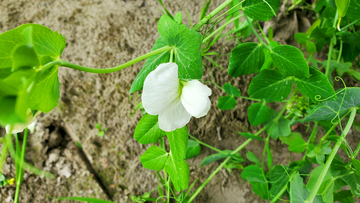 豌豆花花朵花卉藤蔓绿叶蔬菜植物
