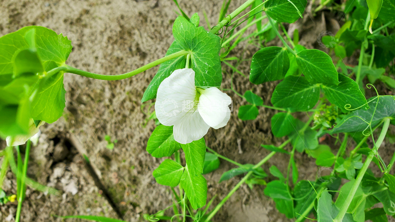 高清大图下载【趣麦麦图】豌豆花花朵花卉藤蔓绿叶蔬菜植物