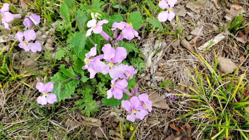 高清大图下载【趣麦麦图】二月兰紫金草花朵花卉花瓣绿叶植物