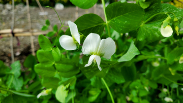 豌豆花花瓣花卉花朵藤蔓绿叶