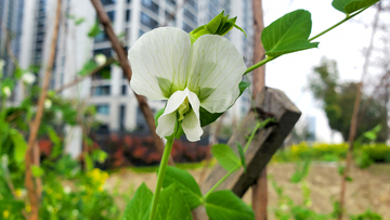 白花豌豆花花朵花卉花瓣花蕊藤蔓