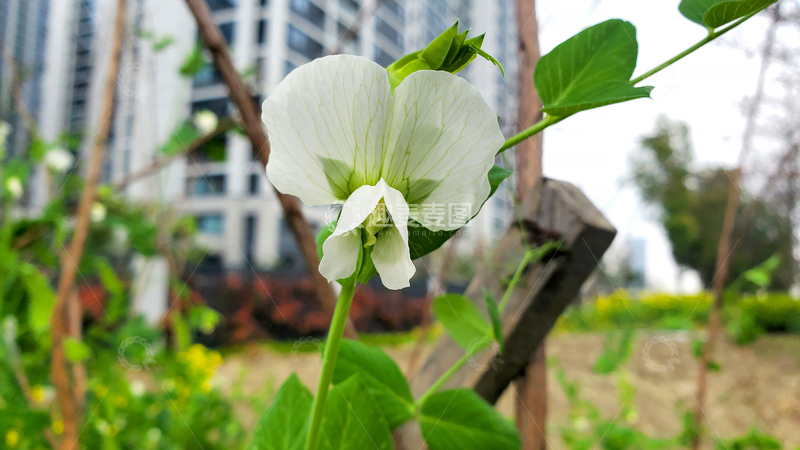 高清大图下载【趣麦麦图】白花豌豆花花朵花卉花瓣花蕊藤蔓