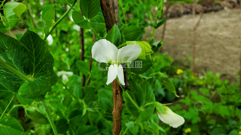 高清大图下载【趣麦麦图】荷兰豌豆花花瓣花朵花卉绿叶蔬菜