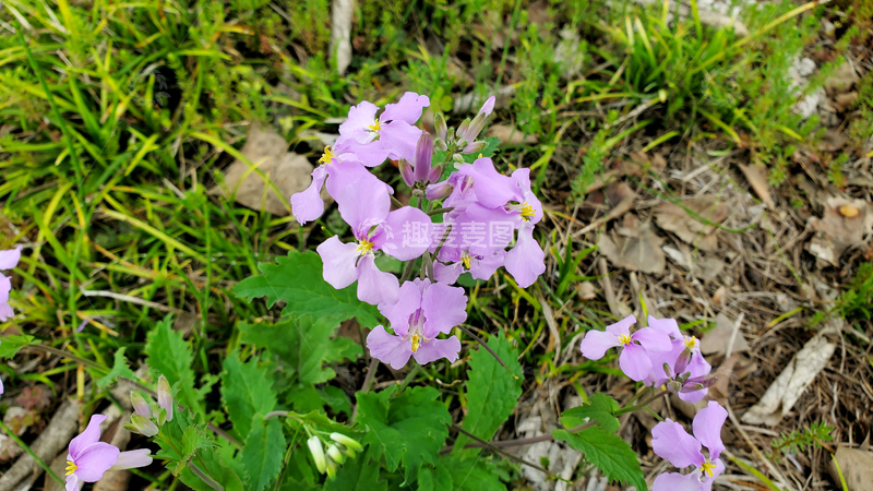 高清大图下载【趣麦麦图】诸葛菜花花朵花卉花瓣花蕊绿叶植物