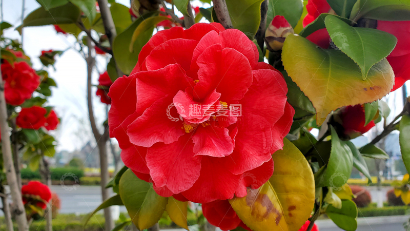 高清大图下载【趣麦麦图】红花山茶花花朵花卉花瓣花蕾树叶