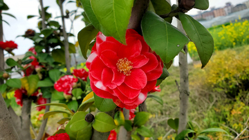 花牡丹山茶花花朵花卉花蕊树叶树枝