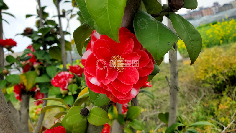 高清大图下载【趣麦麦图】花牡丹山茶花花朵花卉花蕊树叶树枝