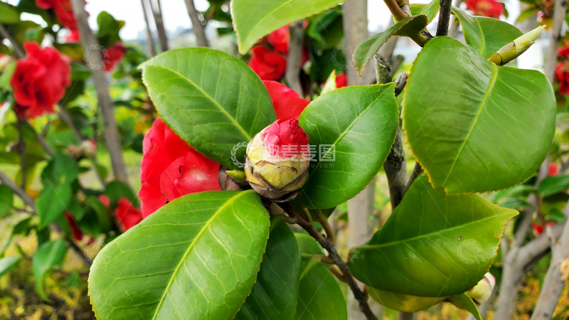 高清大图下载【趣麦麦图】山茶花花苞花骨朵树叶绿叶树枝