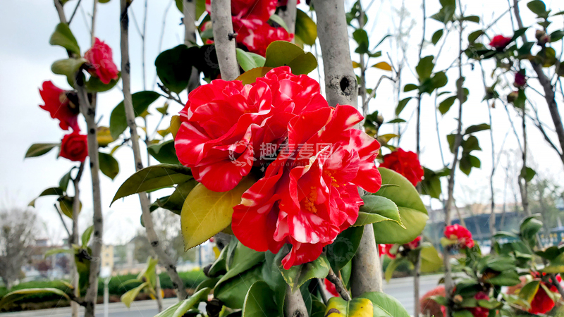 高清大图下载【趣麦麦图】山茶花花朵花卉花瓣树枝树干