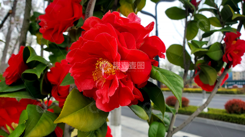 高清大图下载【趣麦麦图】山茶花花卉花朵花瓣花蕊绿叶树叶