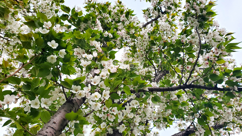 高清大图下载【趣麦麦图】春日早樱樱花樱树花朵花卉花枝绿叶