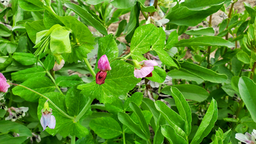 红花豌豆花花朵花卉豆荚绿叶蔬菜植物