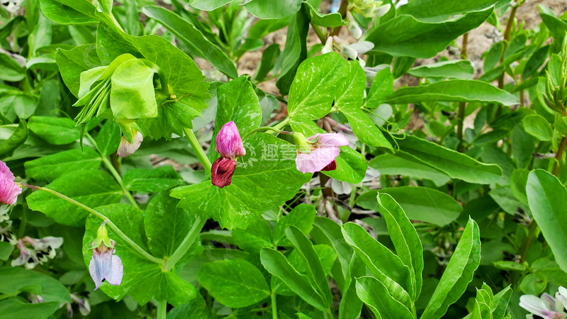高清大图下载【趣麦麦图】红花豌豆花花朵花卉豆荚绿叶蔬菜植物