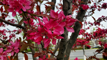 海棠花花卉花朵花瓣花枝树枝树干