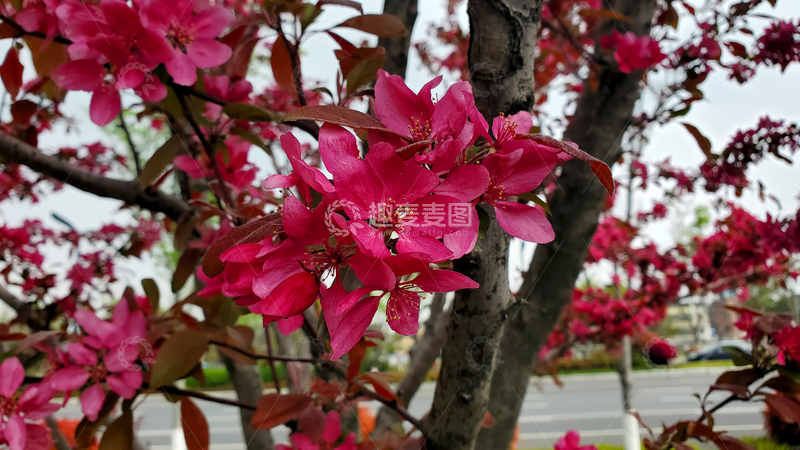 高清大图下载【趣麦麦图】海棠花花卉花朵花瓣花枝树枝树干