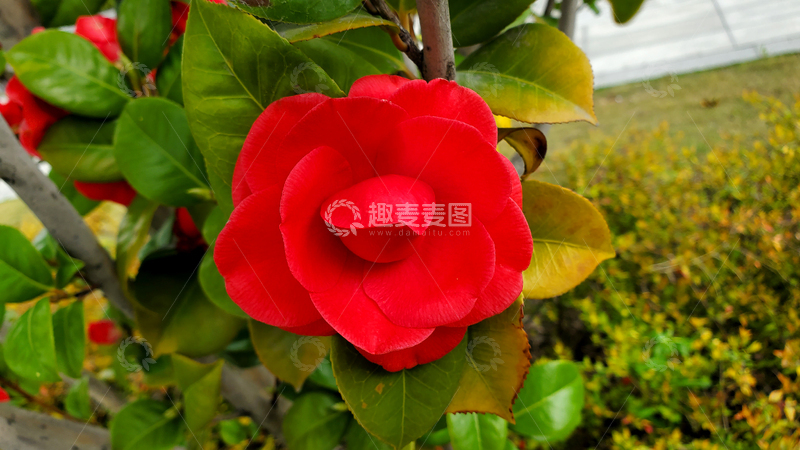 高清大图下载【趣麦麦图】红花山茶花花瓣花卉花朵绿叶树枝