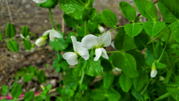豌豆花花卉花朵花瓣藤蔓绿叶