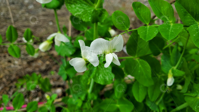 高清大图下载【趣麦麦图】豌豆花花卉花朵花瓣藤蔓绿叶