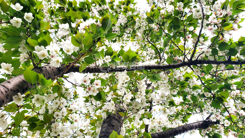 高清大图下载【趣麦麦图】春日樱花晚樱樱树花朵花卉绿叶树枝
