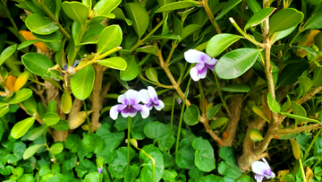 熊猫堇花朵花卉花瓣紫花植物