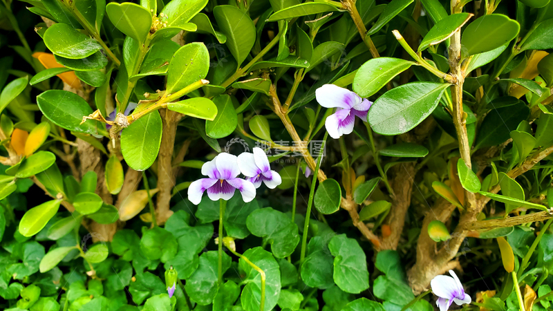 高清大图下载【趣麦麦图】熊猫堇花朵花卉花瓣紫花植物