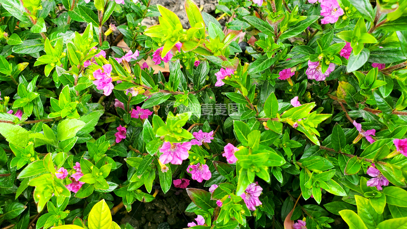 高清大图下载【趣麦麦图】紫花满天星花朵花卉花丛树丛植物