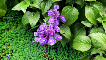 蓝花鼠尾草花朵花卉花序花穗绿叶