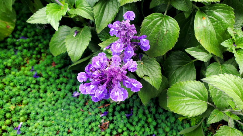 高清大图下载【趣麦麦图】蓝花鼠尾草花朵花卉花序花穗绿叶