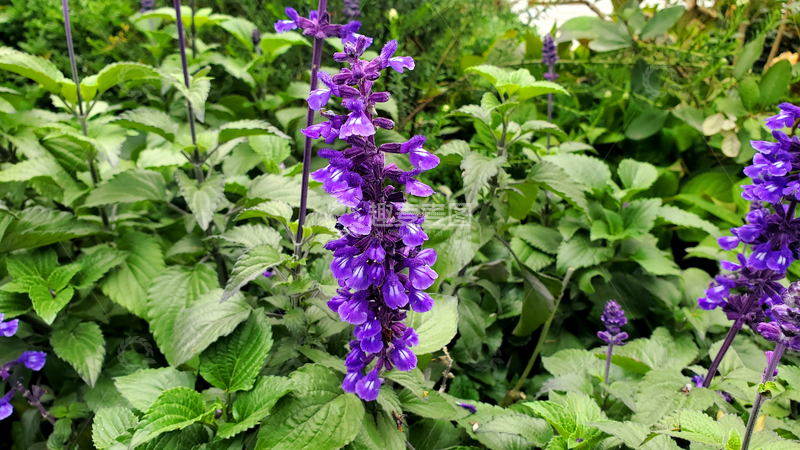 高清大图下载【趣麦麦图】蓝花鼠尾草花朵花卉花序花瓣花丛绿叶