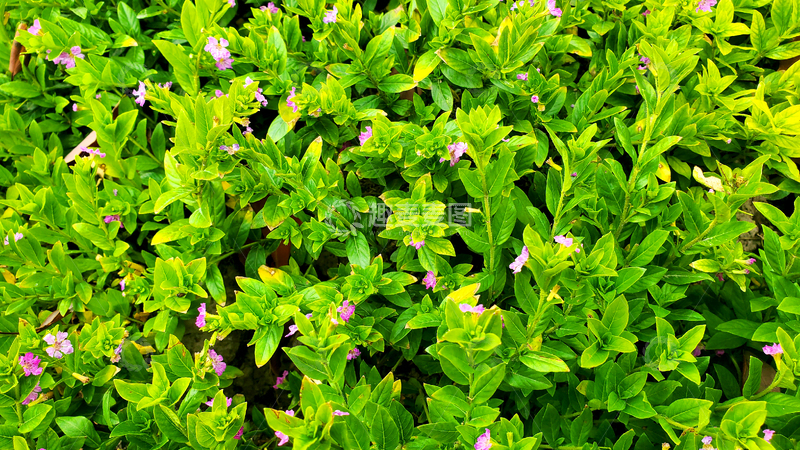 高清大图下载【趣麦麦图】萼距花花朵花卉花丛绿叶树叶树丛