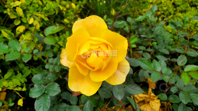 高清大图下载【趣麦麦图】月季花蔷薇花花朵花卉花瓣花蕊黄花