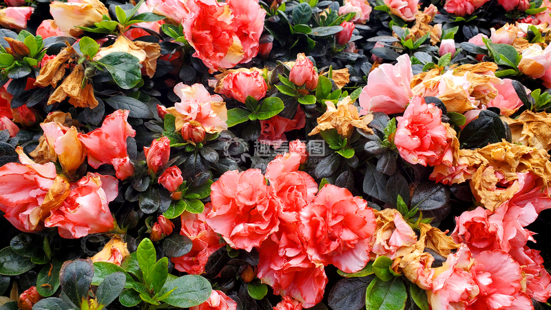 高清大图下载【趣麦麦图】杜鹃花花卉花朵花瓣花丛绿叶树丛