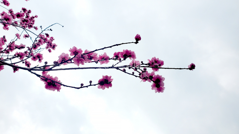 高清大图下载【趣麦麦图】碧桃花花朵花卉花瓣花枝树枝桃树