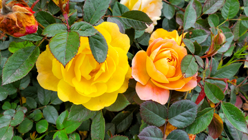 香水月季花花朵花卉花瓣花苞绿叶