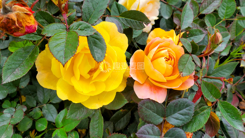 高清大图下载【趣麦麦图】香水月季花花朵花卉花瓣花苞绿叶