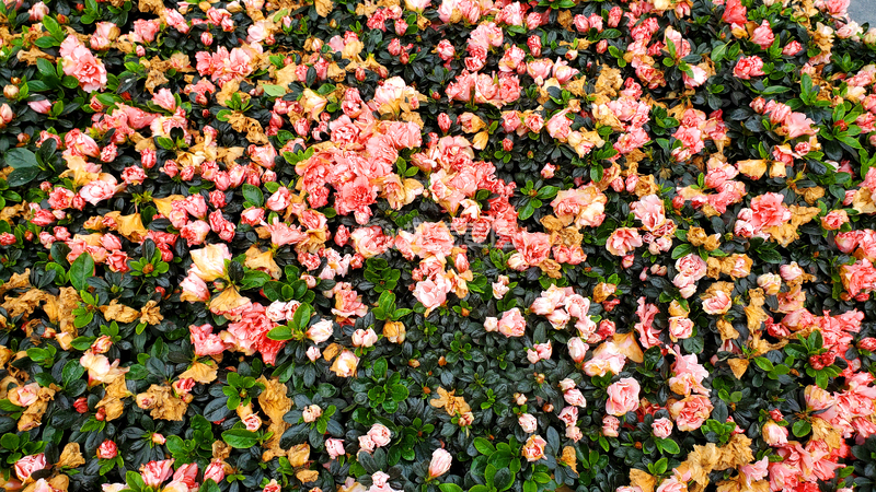 高清大图下载【趣麦麦图】花丛花簇花朵花卉花苞绿叶树丛灌木丛