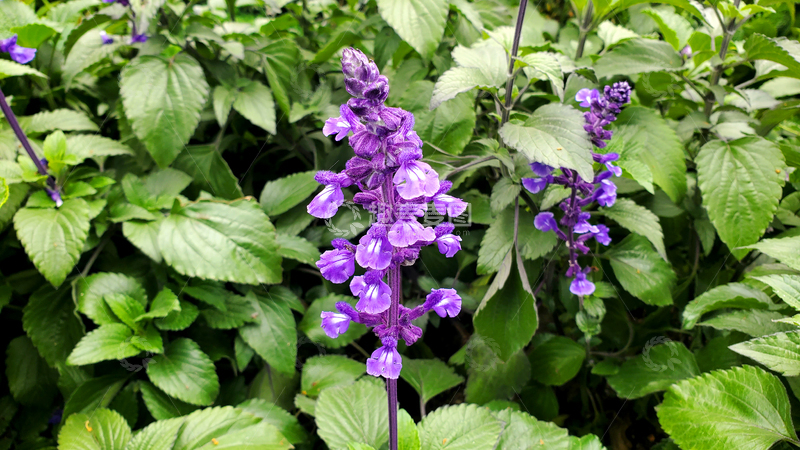 高清大图下载【趣麦麦图】蓝花鼠尾草花朵花卉花穗花序绿叶花丛