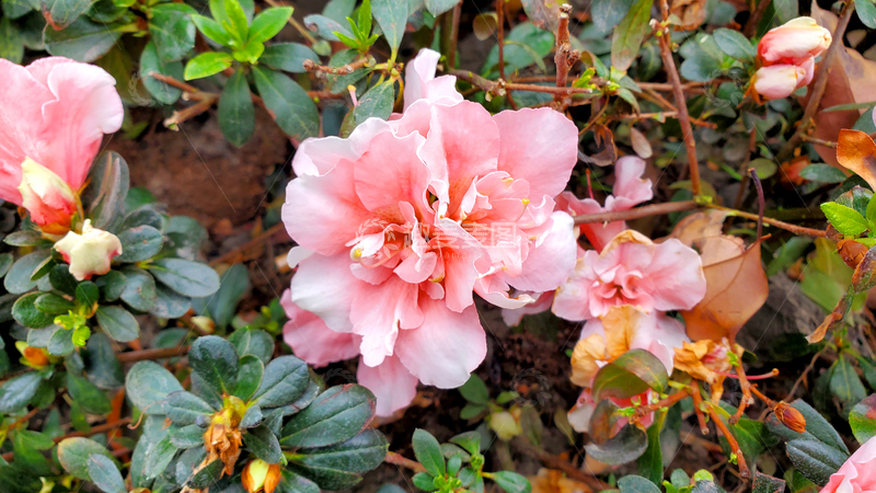 高清大图下载【趣麦麦图】西洋杜鹃花花卉花朵花瓣花蕊绿叶花丛