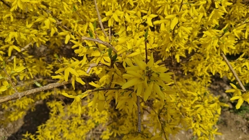 盛开花朵迎春花来