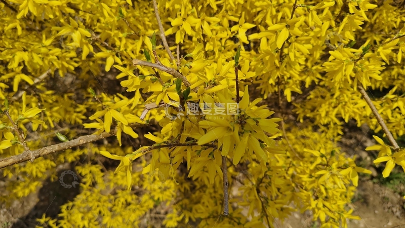 高清大图下载【趣麦麦图】盛开花朵迎春花来