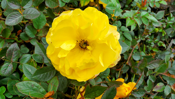 香水月季花蔷薇花花朵花卉花瓣花蕊