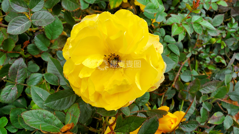 高清大图下载【趣麦麦图】香水月季花蔷薇花花朵花卉花瓣花蕊