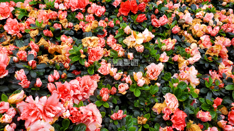 高清大图下载【趣麦麦图】花簇花丛花朵花卉花苞绿叶树丛灌木丛