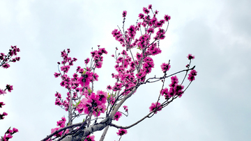蔷薇花碧桃花花朵花卉花枝树枝