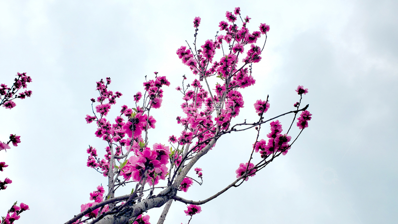高清大图下载【趣麦麦图】蔷薇花碧桃花花朵花卉花枝树枝