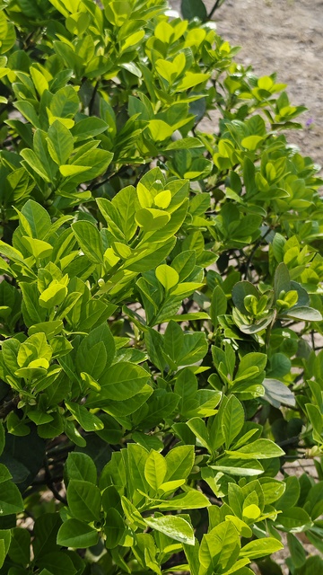 翠绿灌木生机盎然