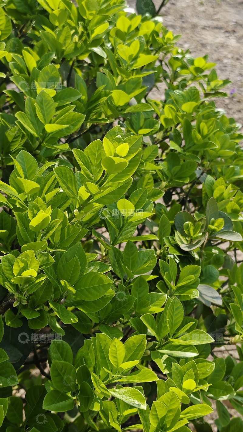 高清大图下载【趣麦麦图】-翠绿灌木生机盎然