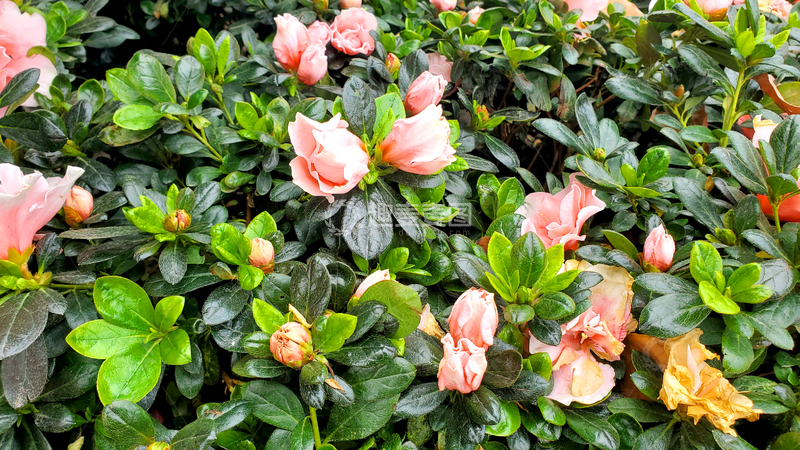 高清大图下载【趣麦麦图】西洋杜鹃花花朵花苞花丛绿叶树丛树叶