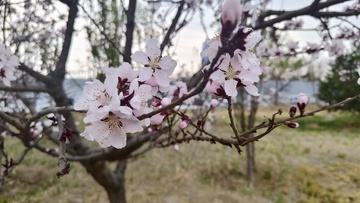 春日杏花绽放美景摄影