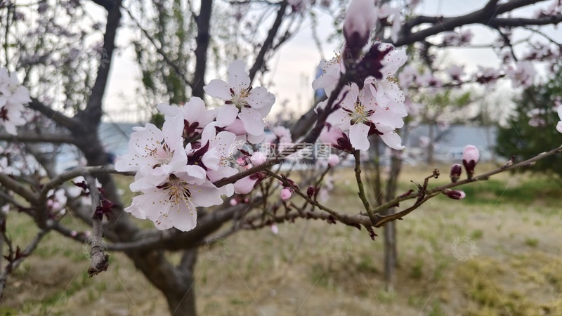 高清大图下载【趣麦麦图】春日杏花绽放美景摄影